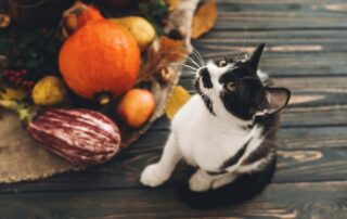 thanksgiving kitty