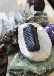 trilobite from Morocco