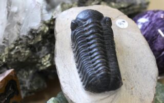 trilobite picture for kids geology